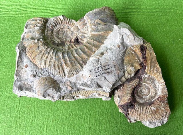 Fossili: Fossil Steinsegment mit Versteinerung – Usato da Oberrieden venduto da Ket25