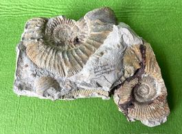 Fossil Steinsegment mit Versteinerung