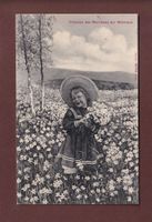 Champs de NARCISSES - Jeune fille - 1907