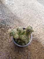 Cactus mammillaria