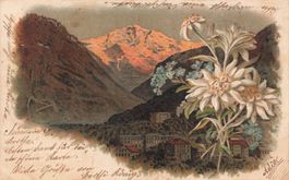 Zollikofen edelweiss