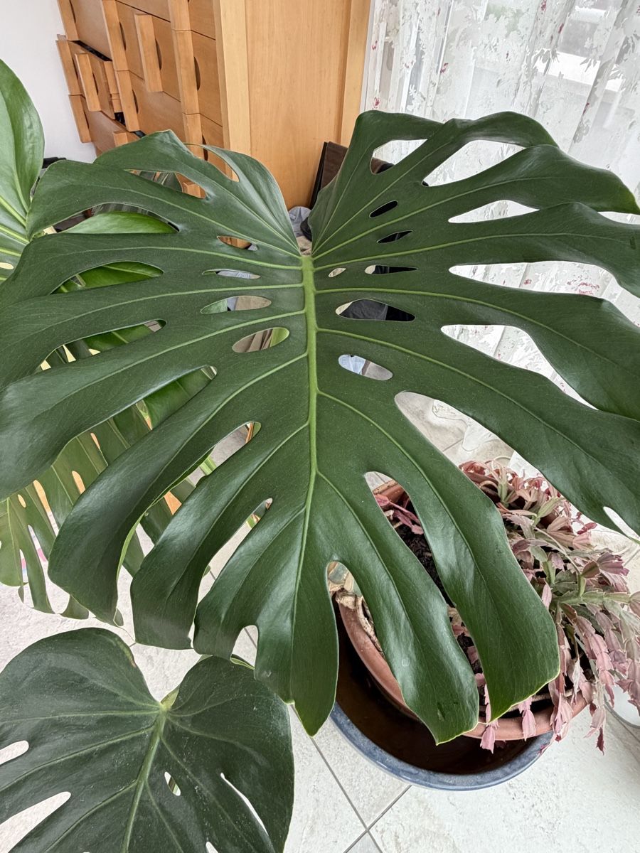 Pflanzen & Samen: Philodendron Monstera Schoss mit grossen Blättern – Gebraucht aus Horgen von werner1111 2