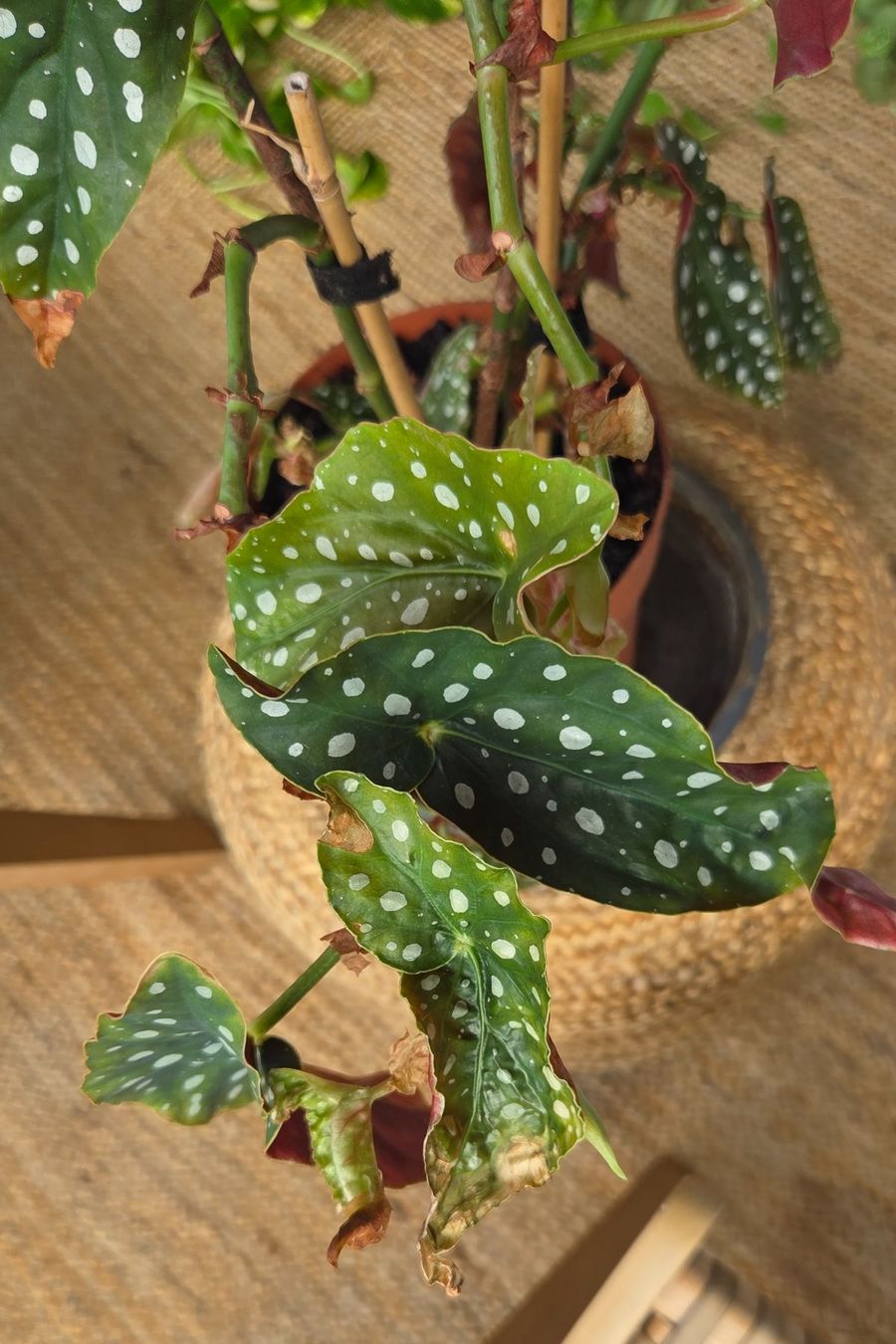 Plantes & graines: Forellenbegonie (ca. 40cm) – D'occasion à Zürich par wile_coyote