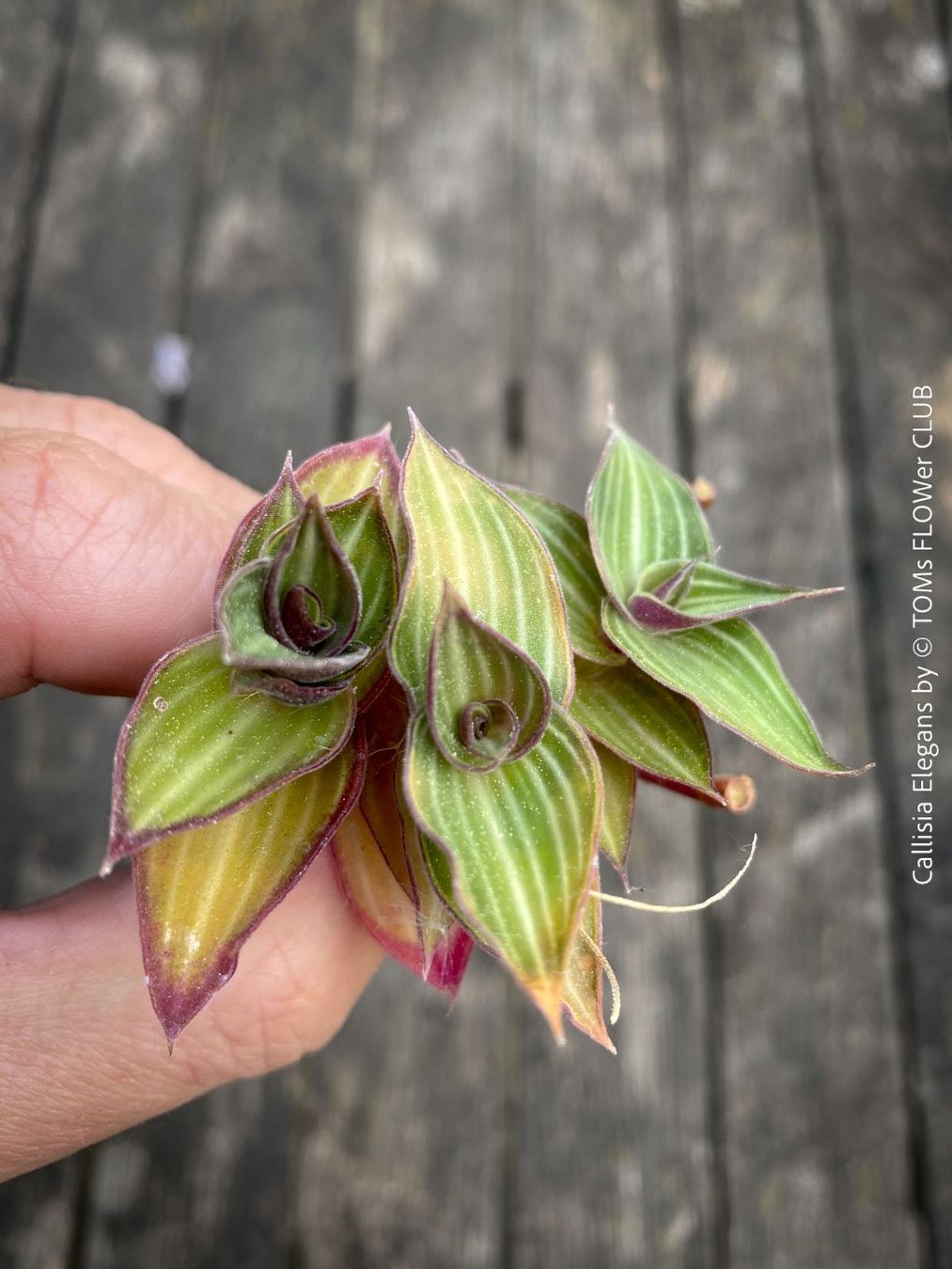 Pflanzen & Samen: Callisia Elegans verzaubert Dich mit ihren Blättern – Neu und originalverpackt aus Adliswil von astom369 8