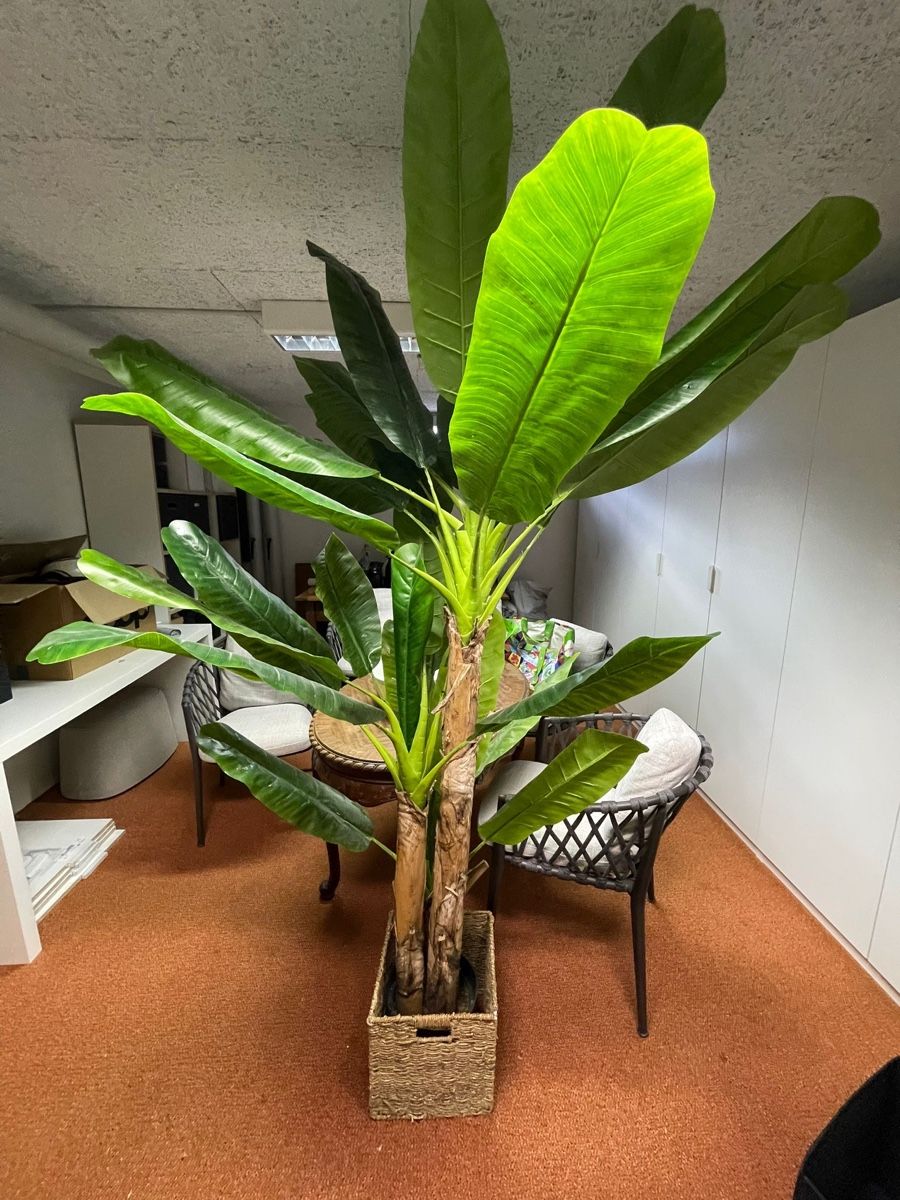 Pflanzen & Samen: Bananenpalme Kunstpflanze – Gebraucht aus Chur von Lola1999