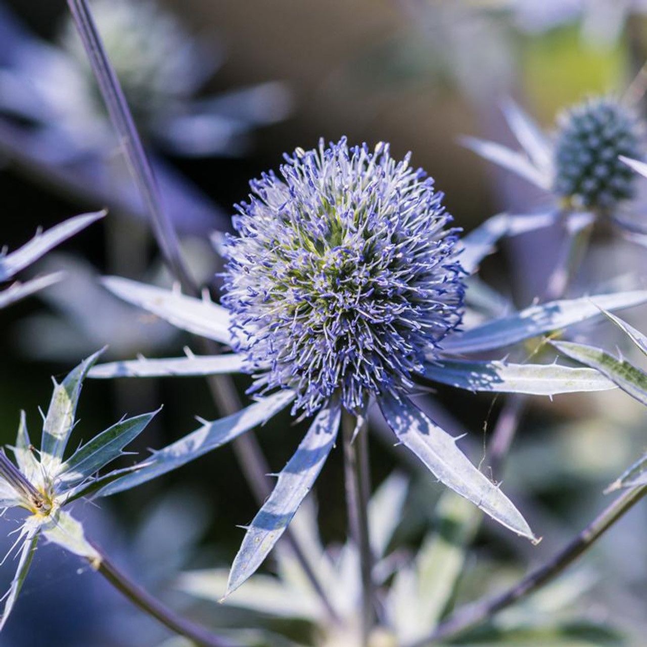 Piante & sementi: 100 Samen Blaukappe Eryngium Planum – Nuovo (secondo la descrizione) da Ehrendingen venduto da VerveinaSamen 1