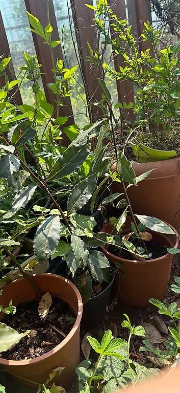 Piante & sementi: Piantine alloro e ibisco viola – Usato da Balerna venduto da Mara.B.