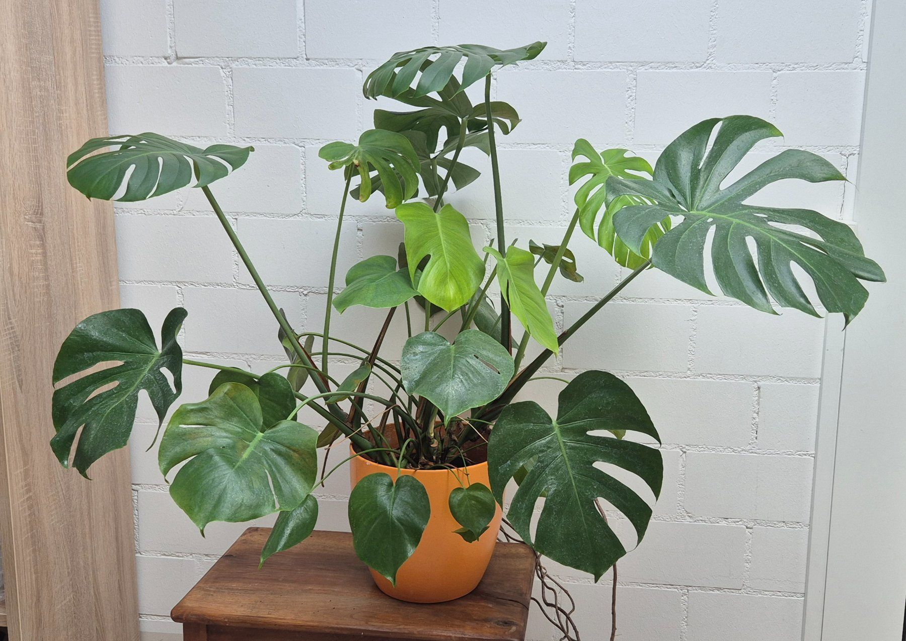 Pflanzen & Samen: MONSTERA PFLANZE – Gebraucht aus Jona von Sleon02