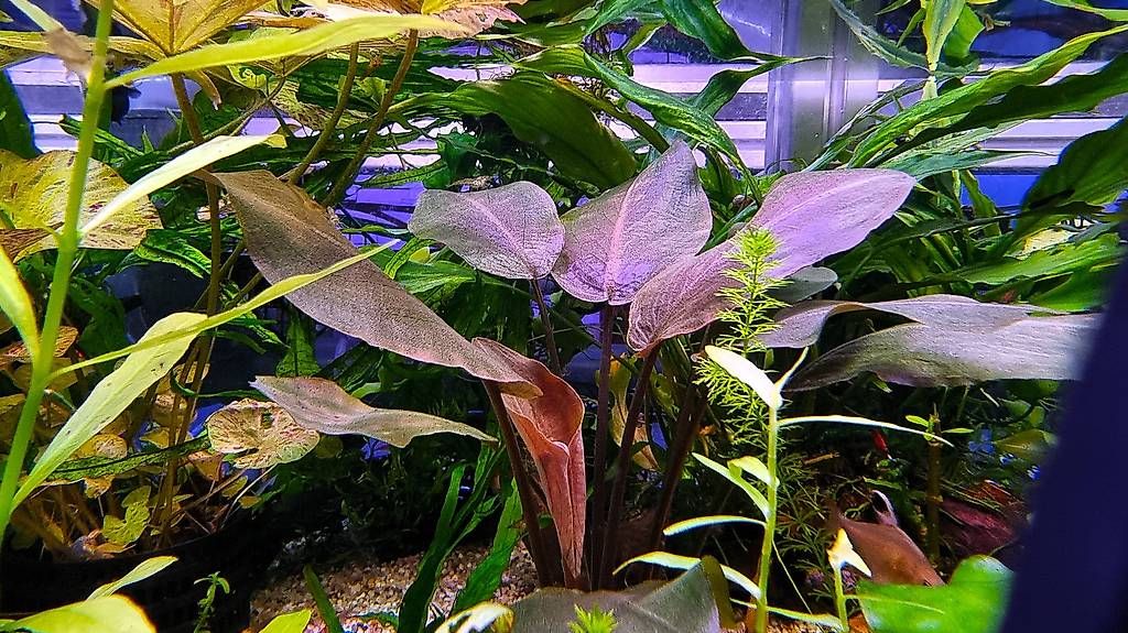 Mangimi: 02 Lagenandra meeboldii 'Red' – Usato da Schwyz venduto da zpm3atlantis 1