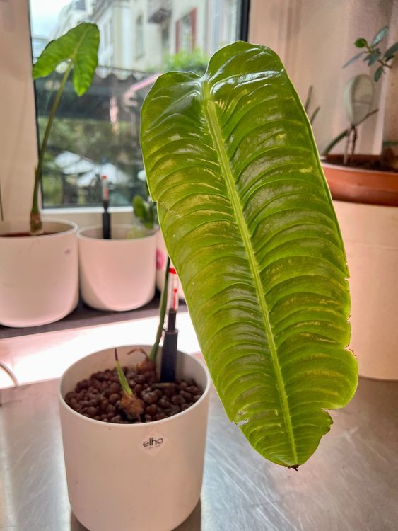 anthurium veitchii Kaufen auf Ricardo
