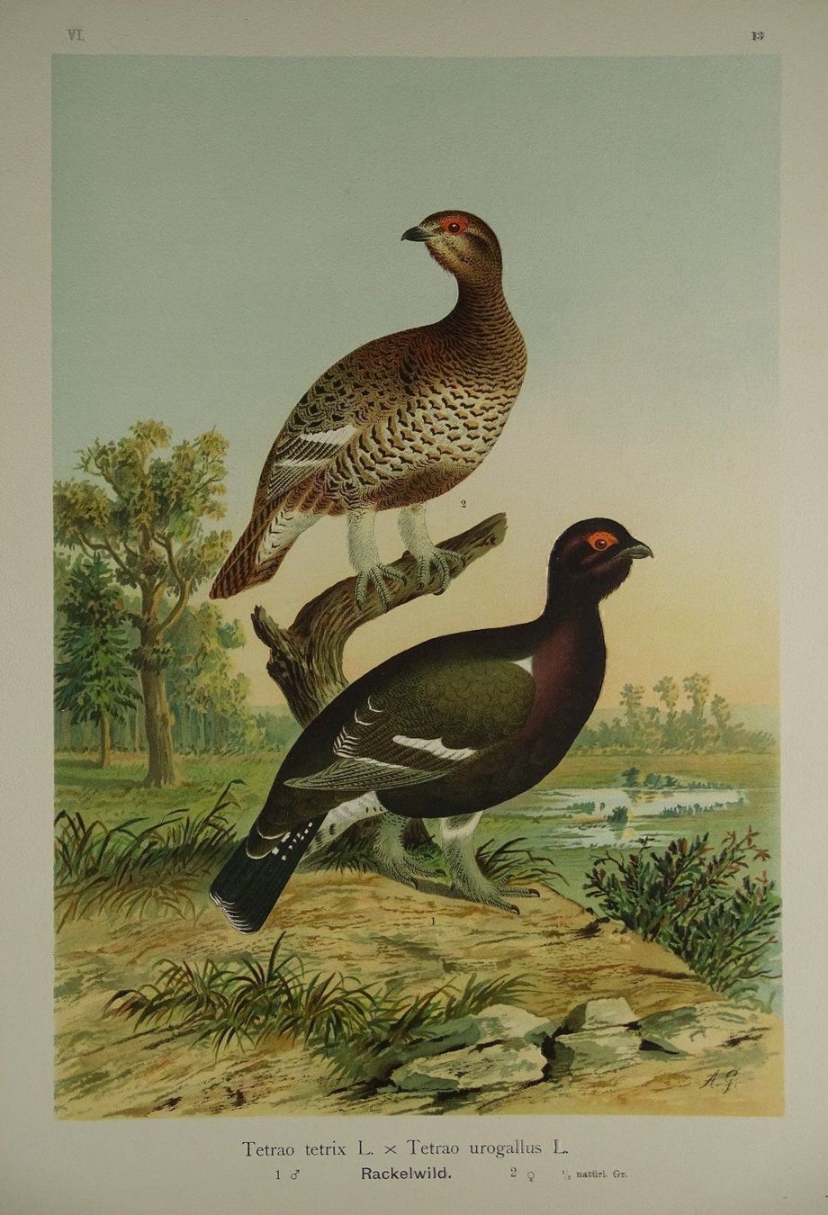 Grafiken & Lithographien: RACKELWILD, CHROMOLITHOGRAPHIE UM 1900 – Gebraucht aus Grüningen von Kartensammler 1