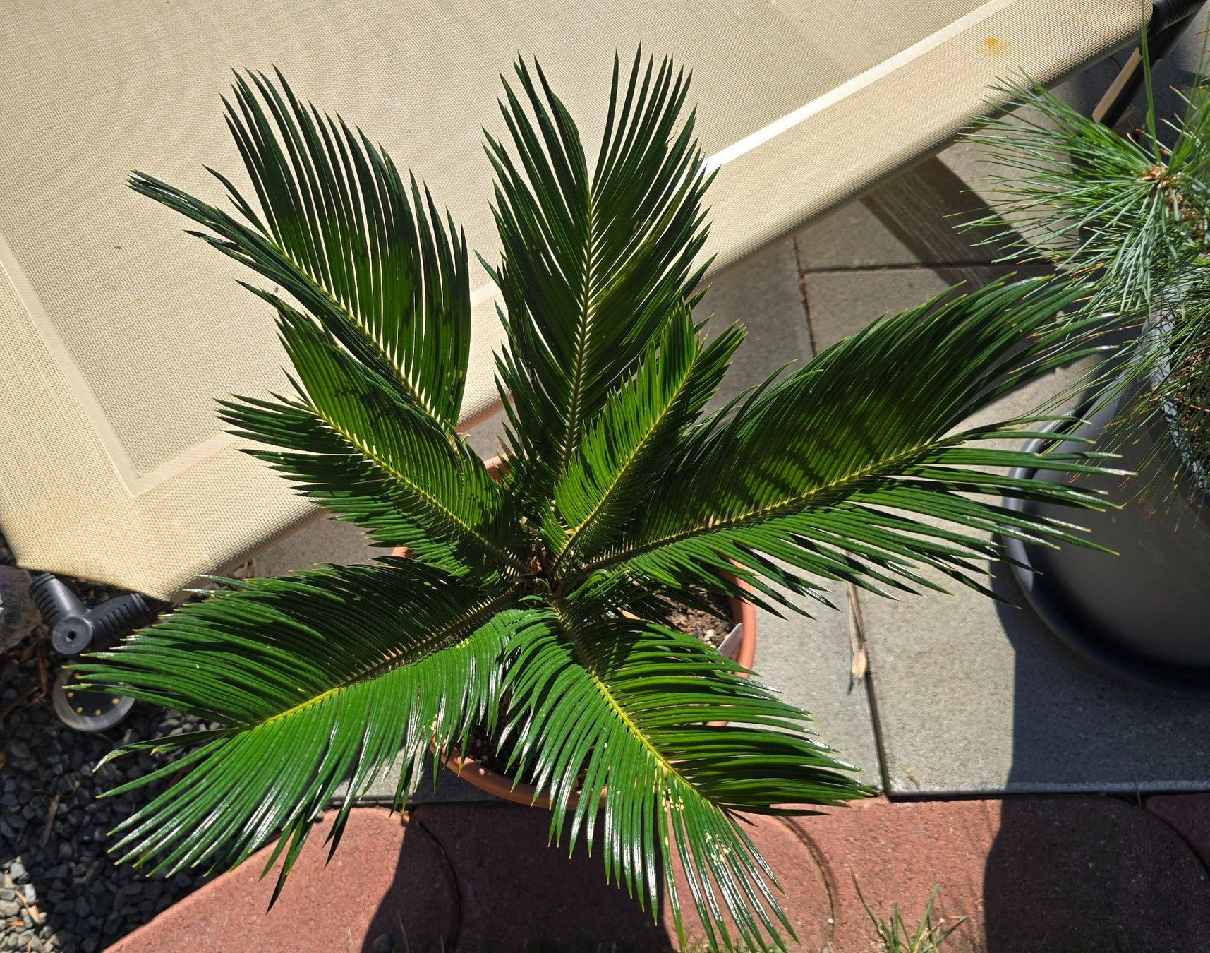 Pflanzen & Samen: Cycas revoluta – Gebraucht aus Aarburg von popkorn65 2
