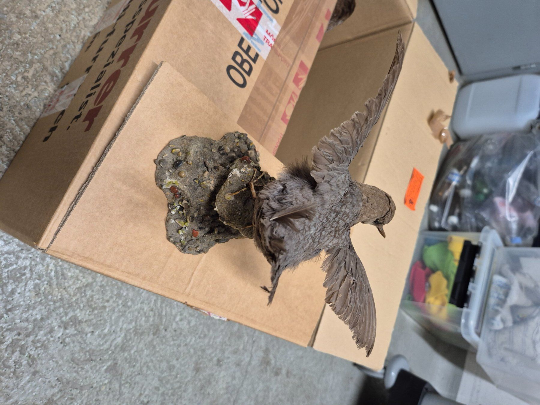 Il mondo degli animali: Ausgestopfte Vögel – Usato da Zürich venduto da Weml 5