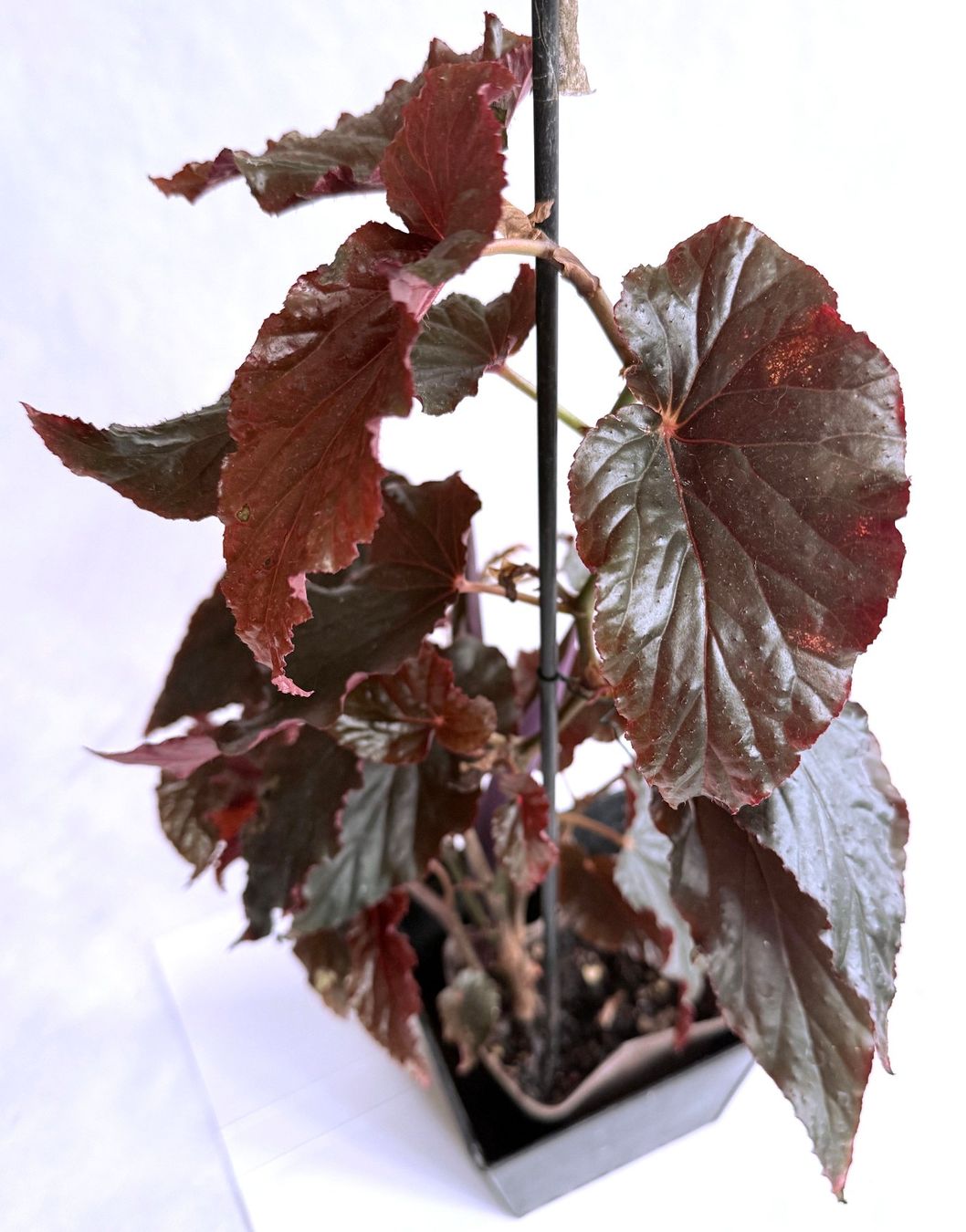 Piante & sementi: Begonia Black Magic***** – Nuovo (secondo la descrizione) da Dübendorf venduto da Orchid18 2