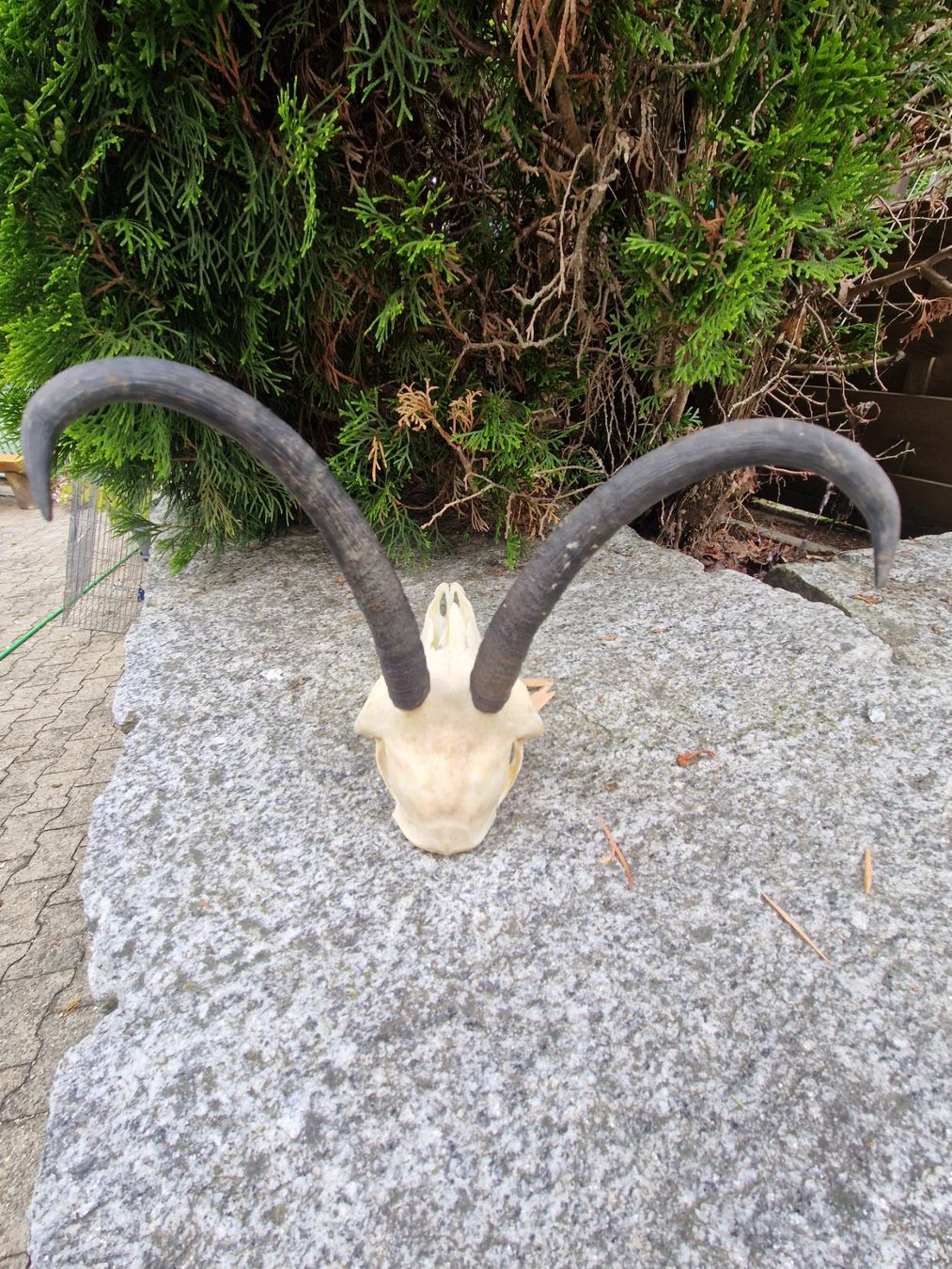 Altre raccolte & rarità: Gams Geiss – Usato da Wetzikon ZH venduto da Hella73 2