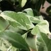 Piante & sementi: Jasmin étoilé panaché  2x – Nuovo (secondo la descrizione) da Bremblens venduto da FIBONACCI369