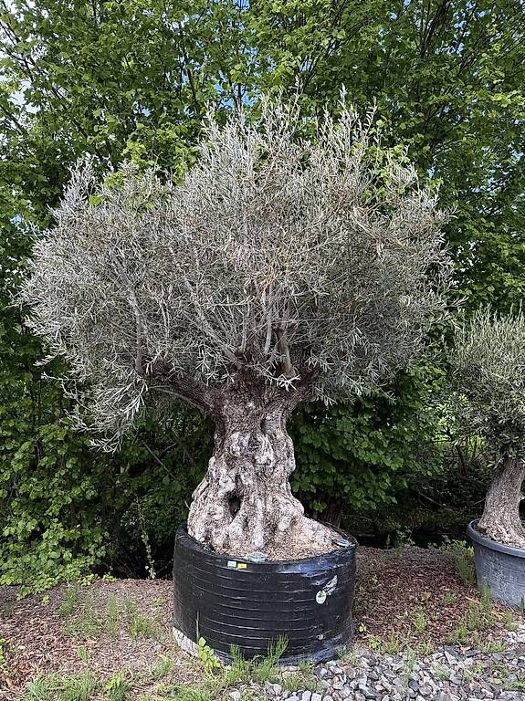 Piante & sementi: Olivenbaum "Olea Europea 22" – Usato da Zuckenriet venduto da Thur_Plant 7