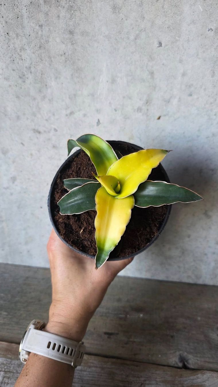 Piante & sementi: Sansevieria 'Star Canary'  (Bogenhanf) – Usato da St.Erhard venduto da Plumilandschweiz 2