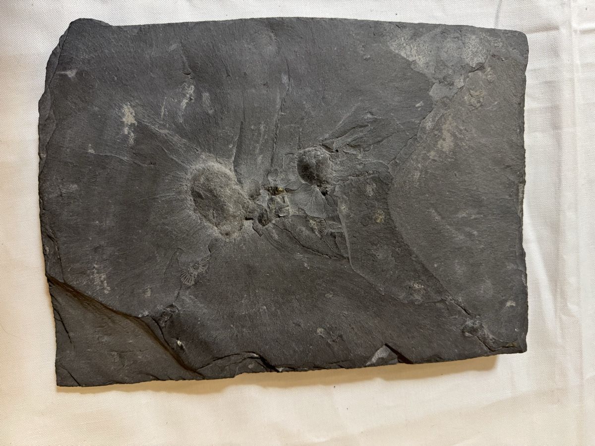 Fossili: Fossilienplatte – Usato da Gränichen venduto da onkel_xxl 1