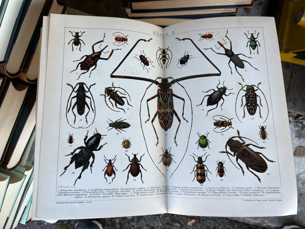Livres: brockhaus konversations lexikon, 1894, 16 bände+1, lithos – D'occasion à Emmenmatt par flyrecords 4