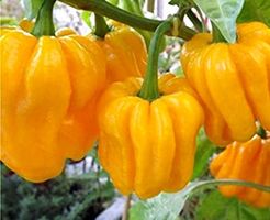 Ab 5.- fr 5 SAMEN GELBE HABANERO CHILI AUS MEXICO 5 GRAINES‪