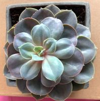 Echeveria „Perle v. Nürnberg“ ø 17 cm Sukkulente in Topf