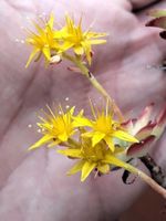 SEDUM PALMERI - MAUERPFEFFER - FETTHENNE - GELB