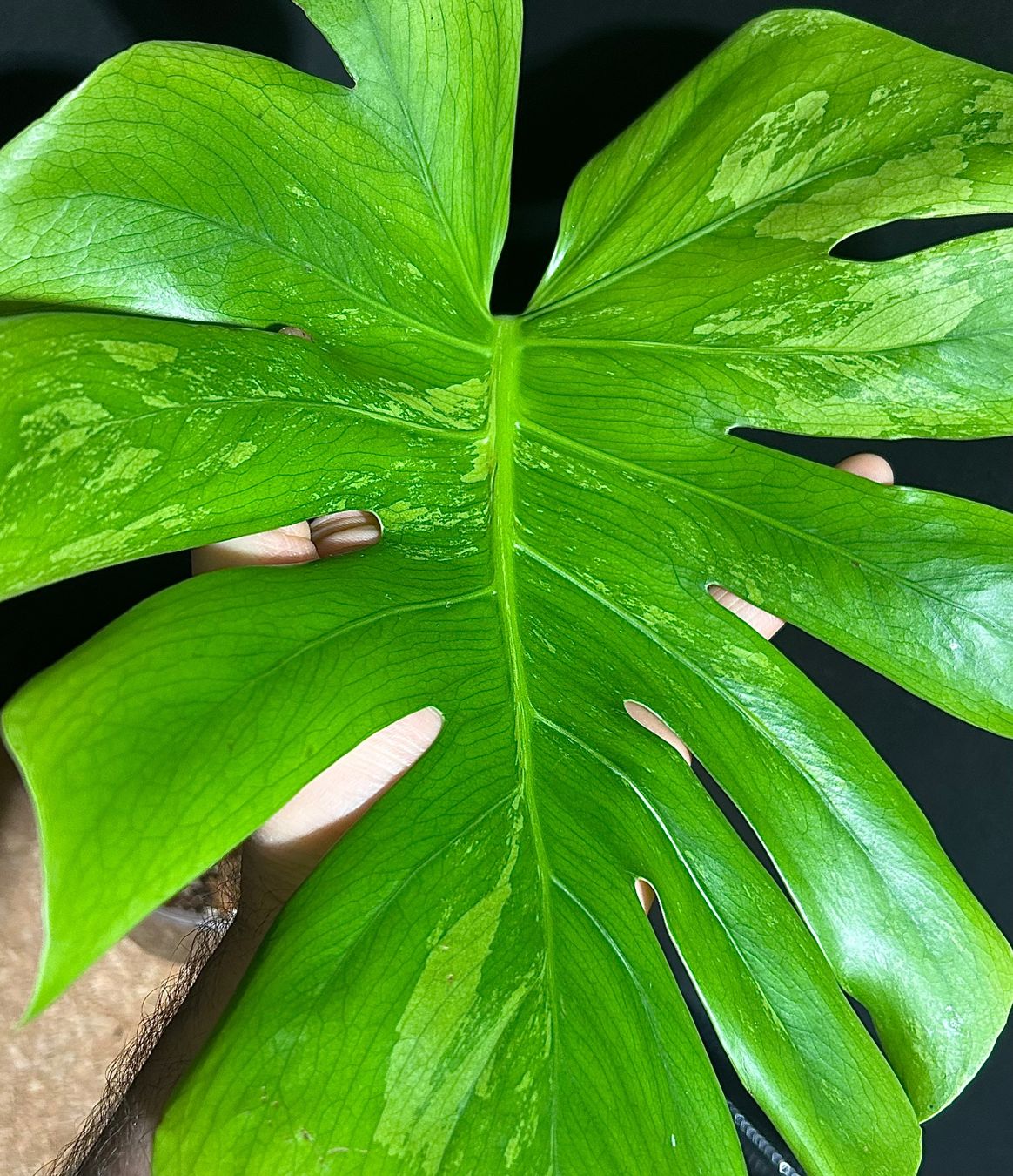 MEGA DEAL! MONSTERA YELLOW MINT VARIEGATA VERGRNT!  (Gebraucht) in  Giubiasco fr CHF 22  mit Lieferung auf Ricardo kaufen