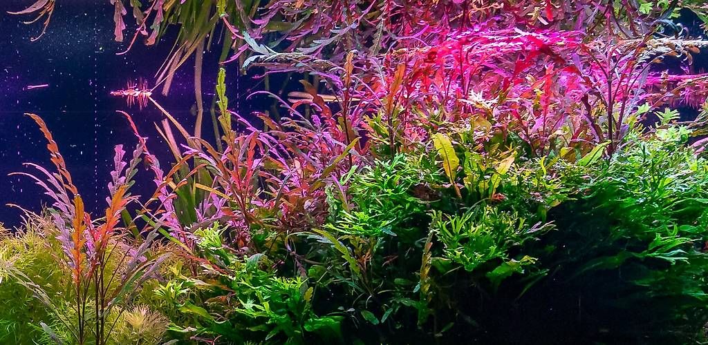 Tutte le macchine: 21. Hygrophila pinnatifida – Usato da Schwyz venduto da zpm3atlantis 2