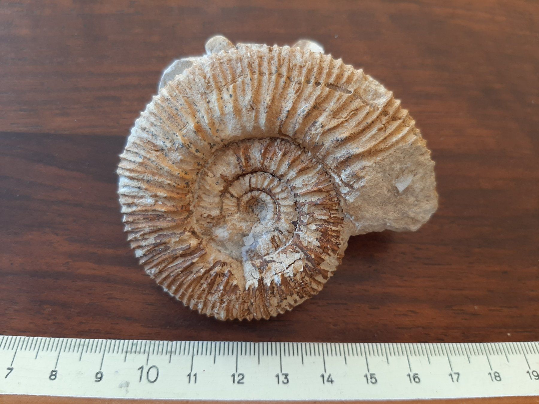 Fossili: "kranker" Ammonit Frankreich – Usato da Rickenbach BL venduto da Oktober68 7