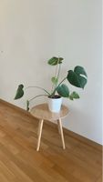 Monstera Zimmerpflanze mit Topf