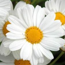 Profile image of daisyflower