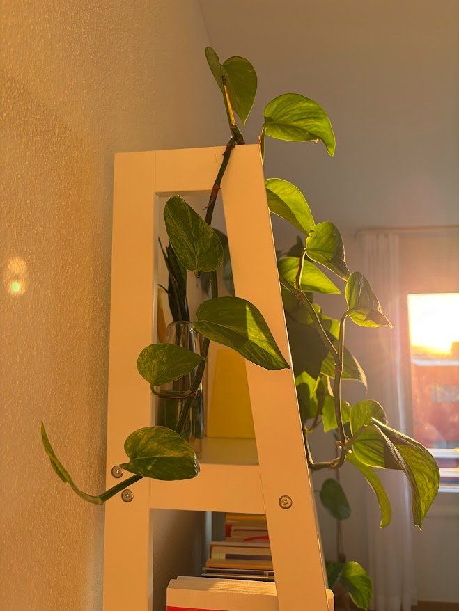 Piante & sementi: Pothos, sehr gesund 4m lang – Usato da Baar venduto da annasorbian 6