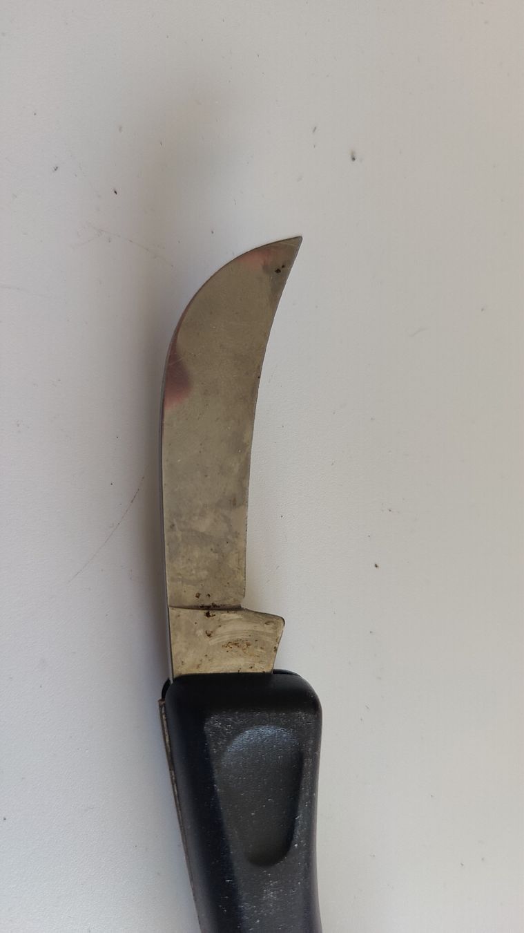 Solingen Accessori: Solingen Pilzmesser Klappmesser (LP1) – Usato da Neuenhof venduto da tap_mxt6 3