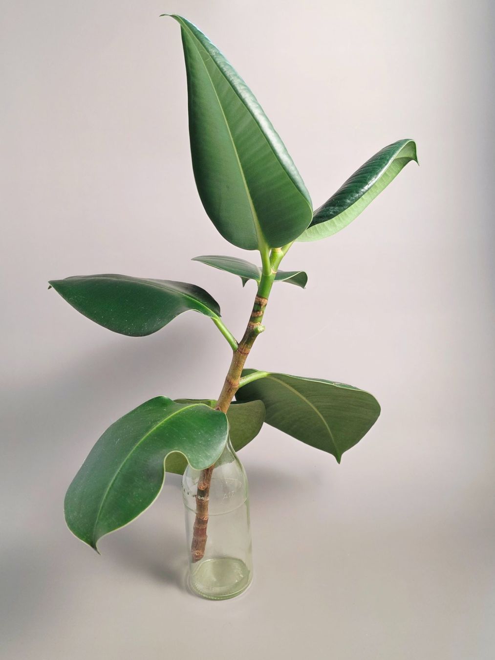 Piante & sementi: Gummibaum/ Ficus elastica Steckling #3 – Nuovo (secondo la descrizione) da Gerolfingen venduto da Azora 2