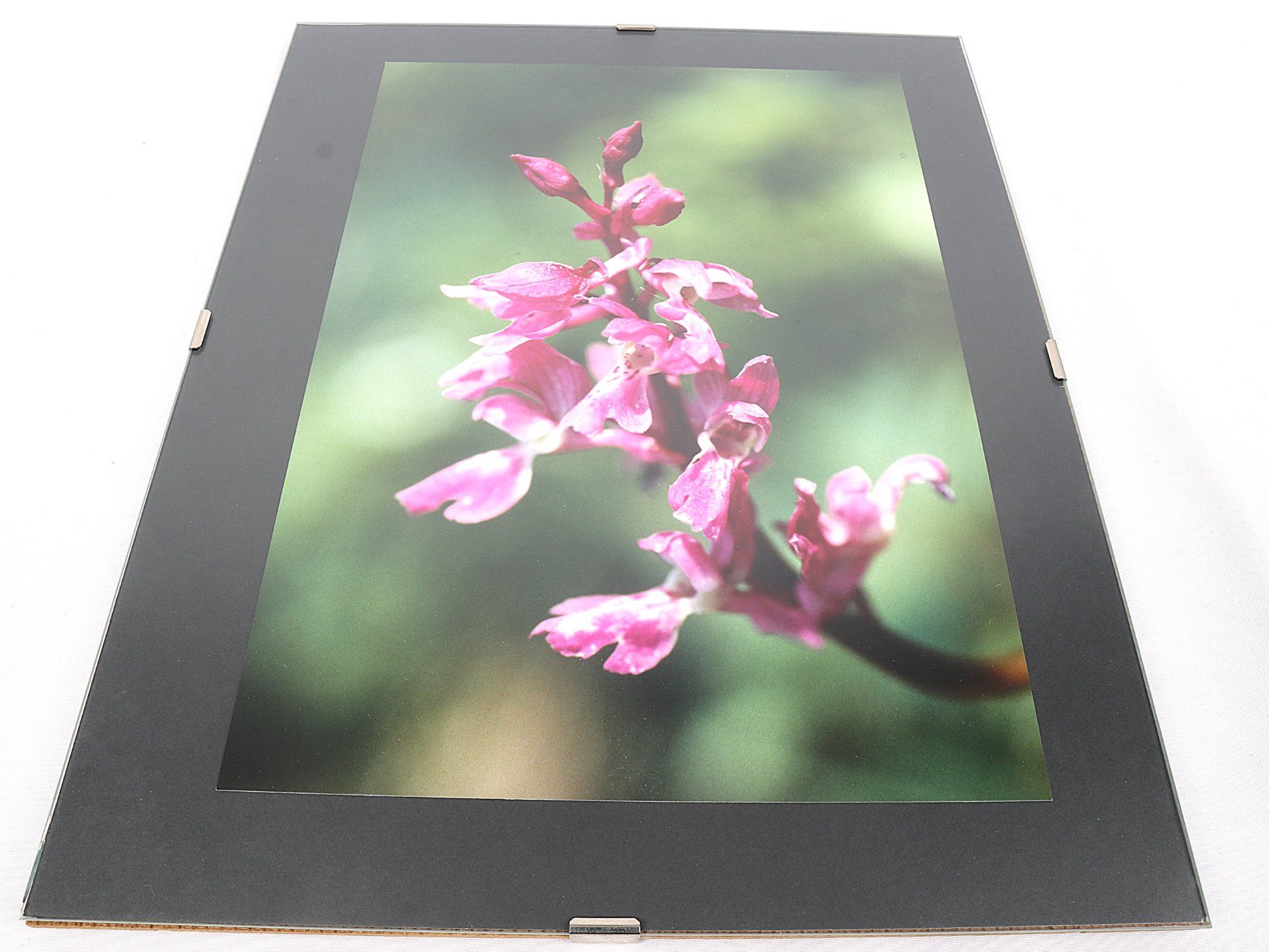 Posters & Illustrations: BILD Blume lila – D'occasion à Steinen par Restwert_Steinen 1