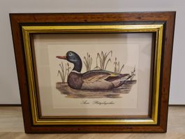 Vintage Wandbild Ente «Anas Platyrhynchus» im Holzrahmen
