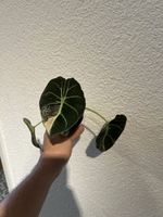 🤩Alocasia Blackvelvet Pink Rizom