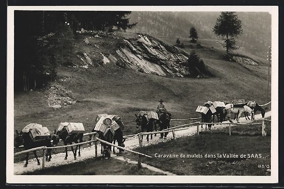 Ansichtskarten: Saas, Caravane de mulets dans la Vallée – Gebraucht aus Berlin von bartko-reher