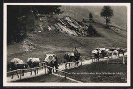 Saas, Caravane de mulets dans la Vallée