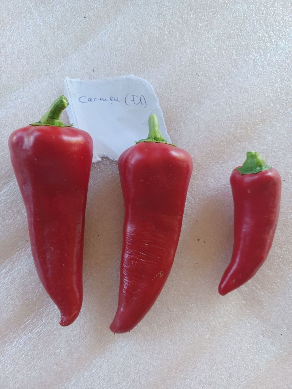Piante & sementi: Samen Chili Carmen – Usato da Schwaderloch venduto da bademeister79 2