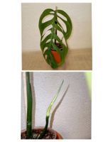 Monstera Esqueleto