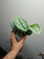 Scindapsus 'Exotica'