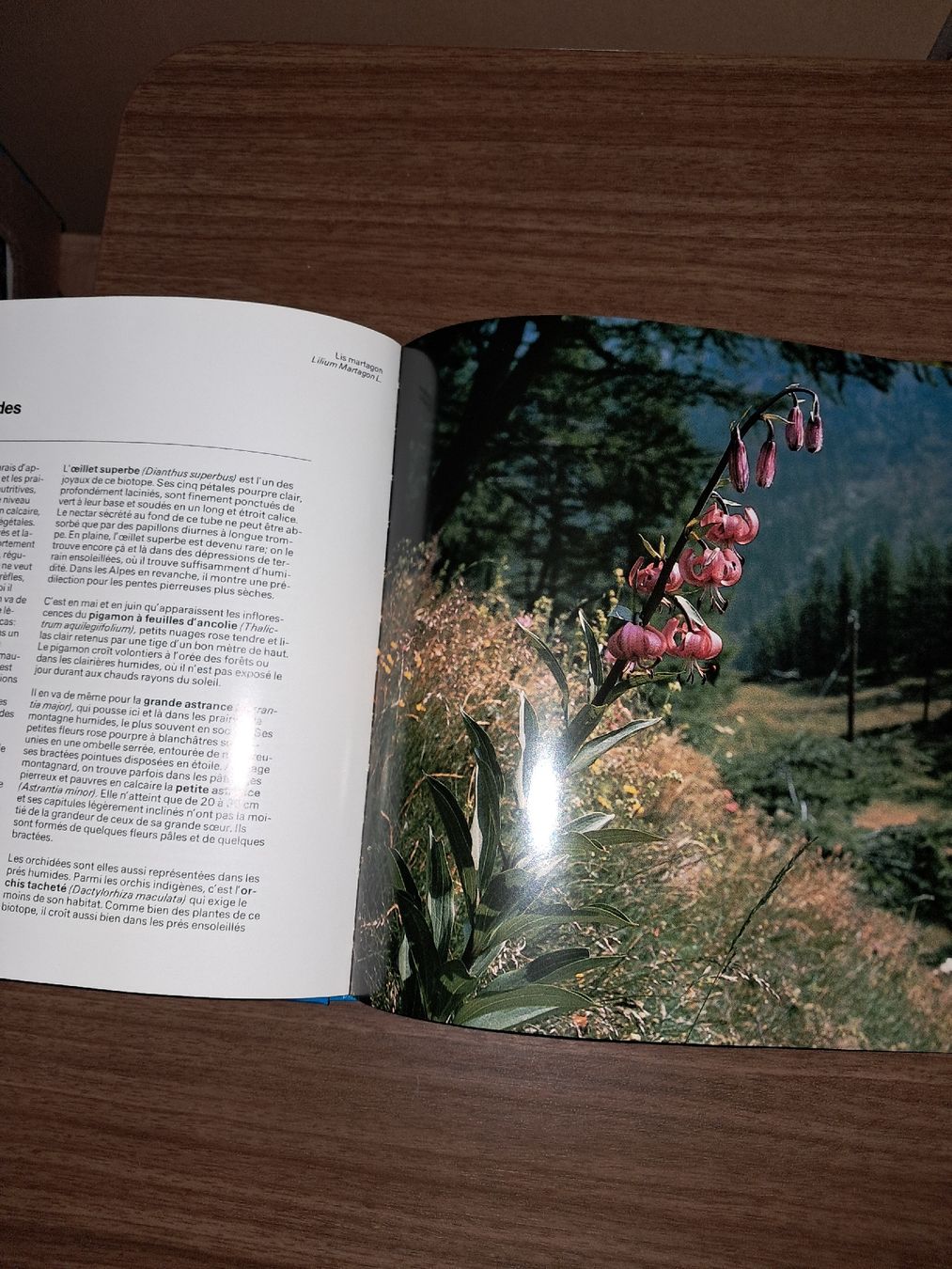 Bücher: Livre sur plantes protégées – Gebraucht aus Le locle von juliensaran 2