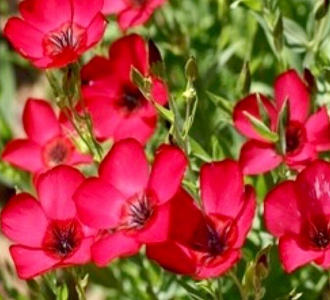 Piante & sementi: 30 Samen  Grossblumiger Lein RUBRUM ROT – Nuovo e nell'imballaggio originale da Rovio venduto da POSITIFFARTandPLANTS 7