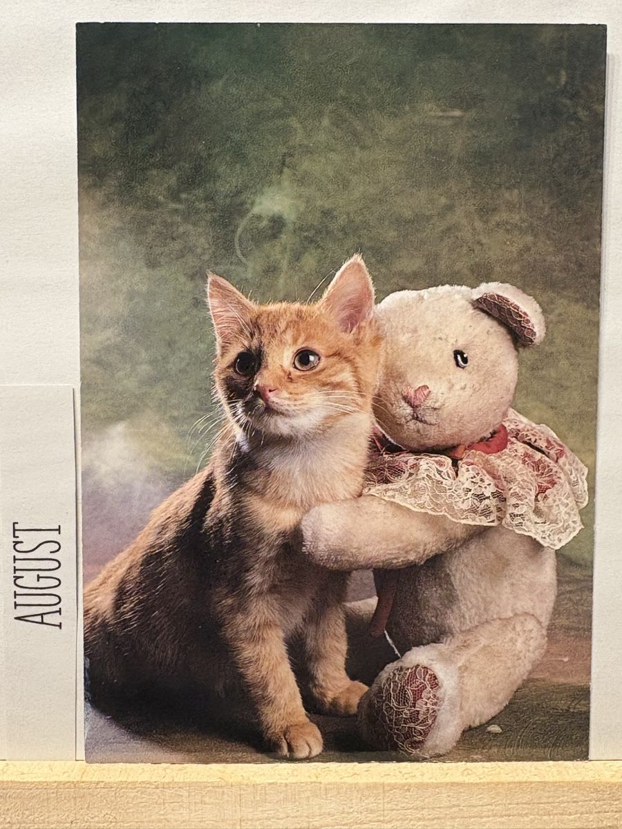 Cartoline postali: AK von Katze mit Teddy Baer – Usato da Rümlang venduto da Kartenpost1