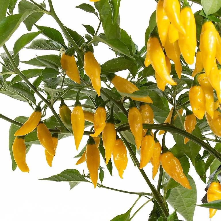 Pflanzen & Samen: Lemon Drop Chili Samen – Neu (gemäss Beschreibung) aus Unterseen von Raff_e46 1