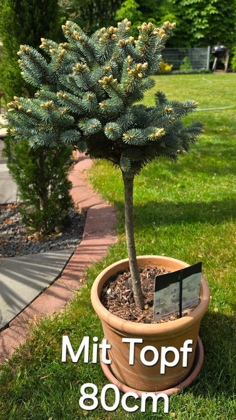 Piante & sementi: Picea pungens 'Glauca Globosa Stämmchen – Nuovo (secondo la descrizione) da Aarburg venduto da popkorn65