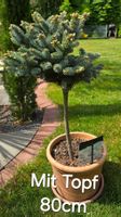 Picea pungens 'Glauca Globosa Stämmchen