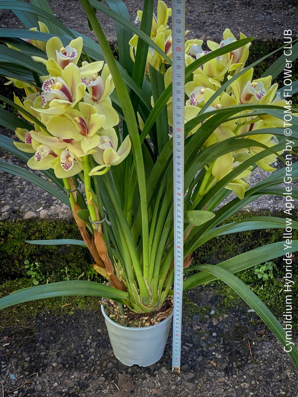 Piante & sementi: Cymbidium Hybride Yellow Apple Green Orchidee – Nuovo e nell'imballaggio originale da Adliswil venduto da asTOMas963 2